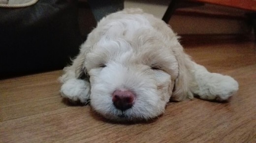 Ume dormida
